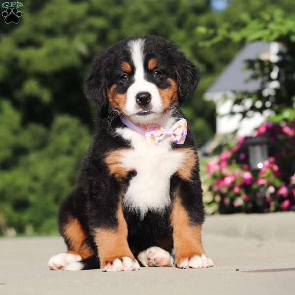 Sadie, Bernese Mountain Dog Puppy